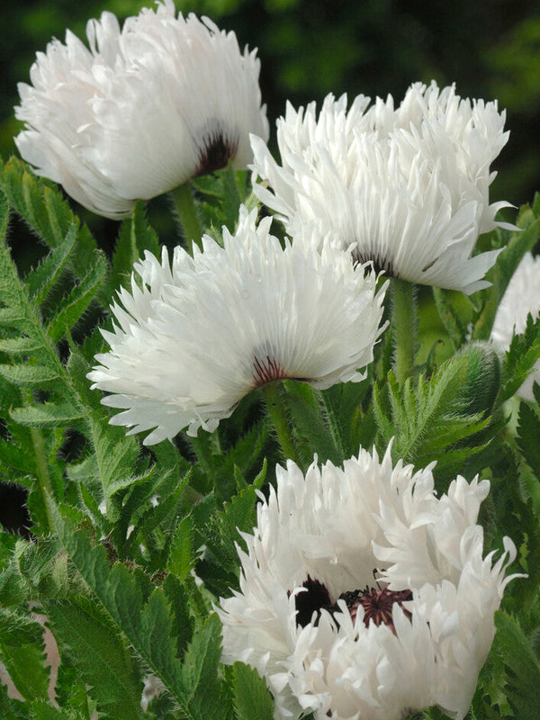 Papaver White Ruffles (Oriental Poppy)