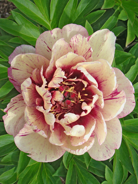 Itoh Peony All That Jazz