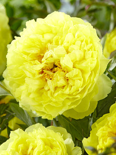 Peony Bartzella