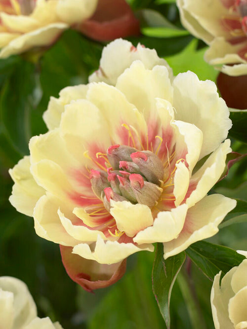 itoh Peony Border Charm