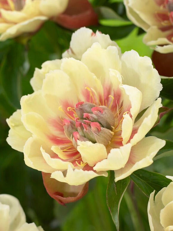 itoh Peony Border Charm