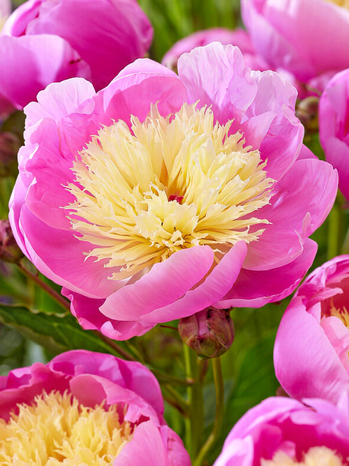 Peony Bowl of Beauty flower