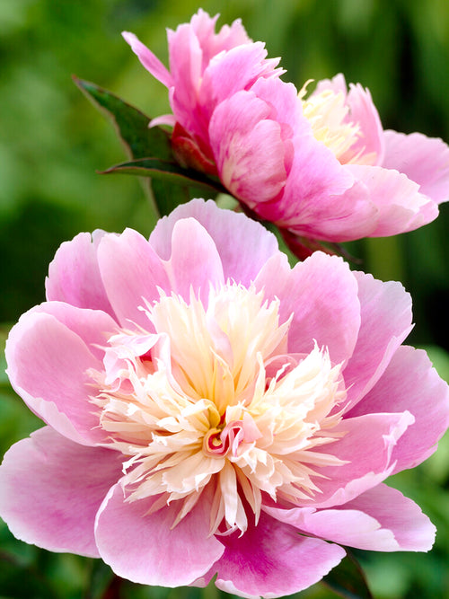 Peony Bowl of Beauty