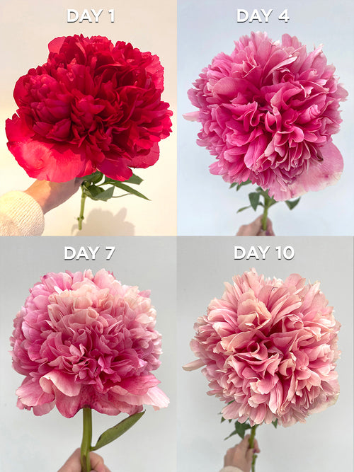 Peony Command Performance, the hybrid variety that's taking the flower and gardening world by storm with its amazing color-changing blooms!