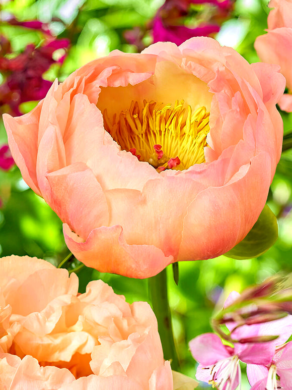 Peony Coral Beach roots