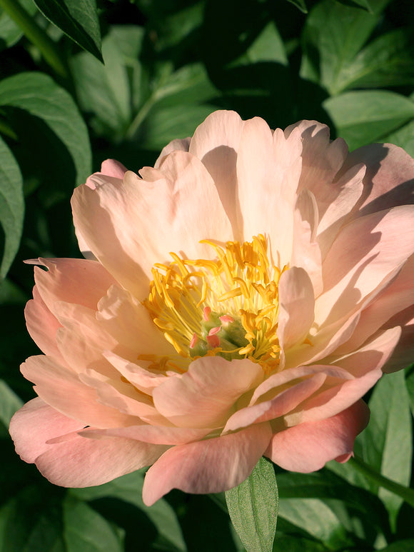 Peony Coral Beach flowers