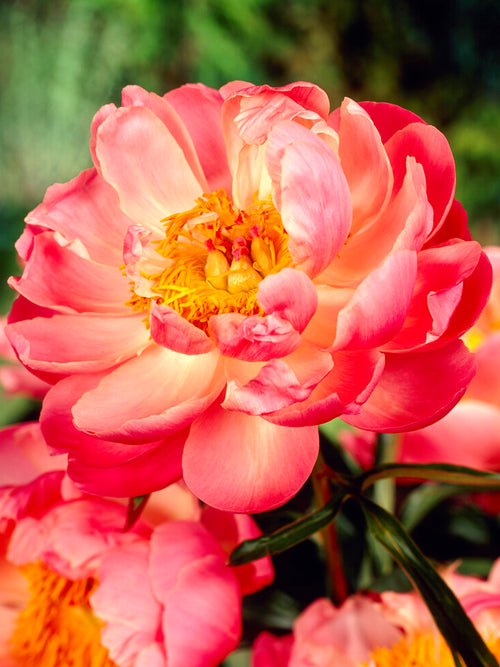 Peony Coral Beach roots
