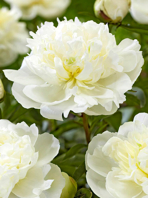 Peony Duchesse de Nemours flowers