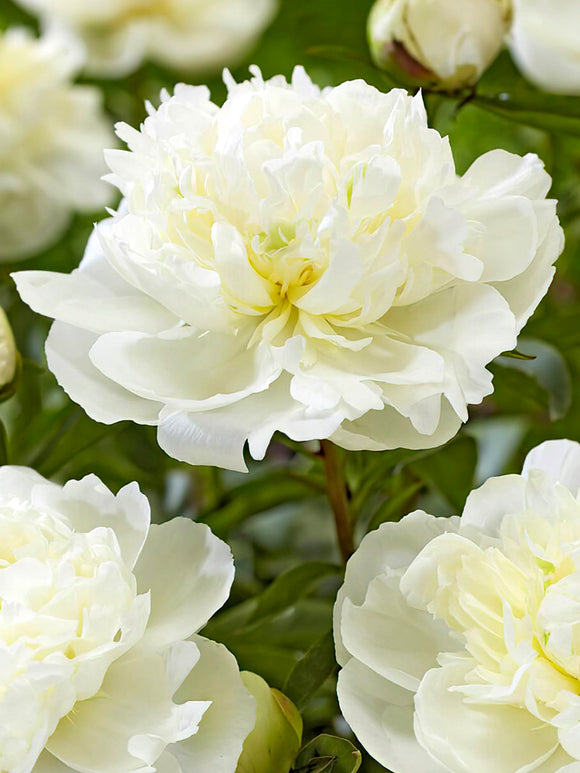 Peony Duchesse de Nemours flowers