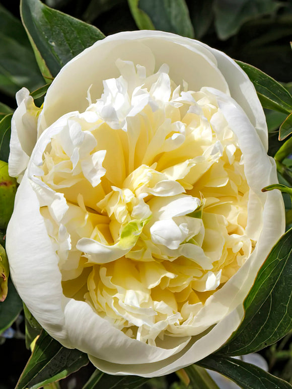Peony Duchesse de Nemours close up