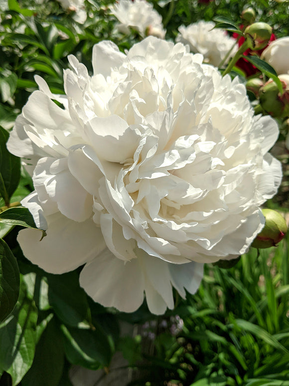 Peony Duchesse de Nemours roots