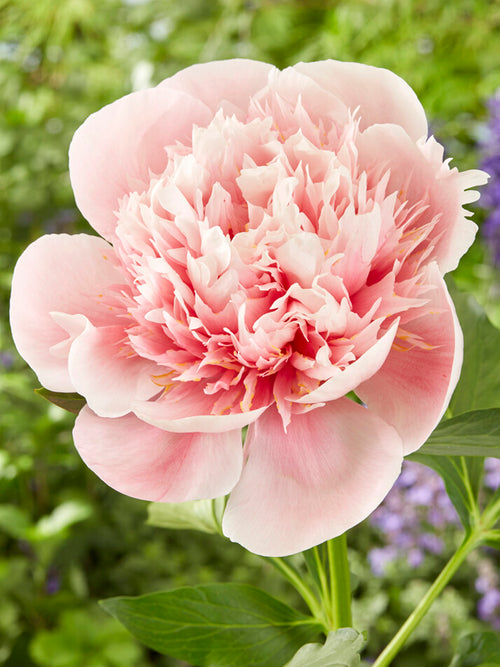 Peony Etched Salmon roots