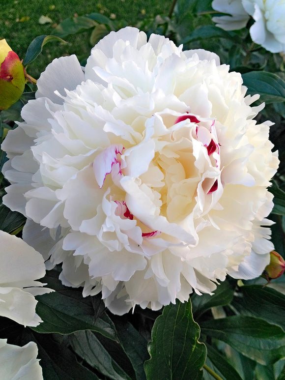 Peony Festiva Maxima flower