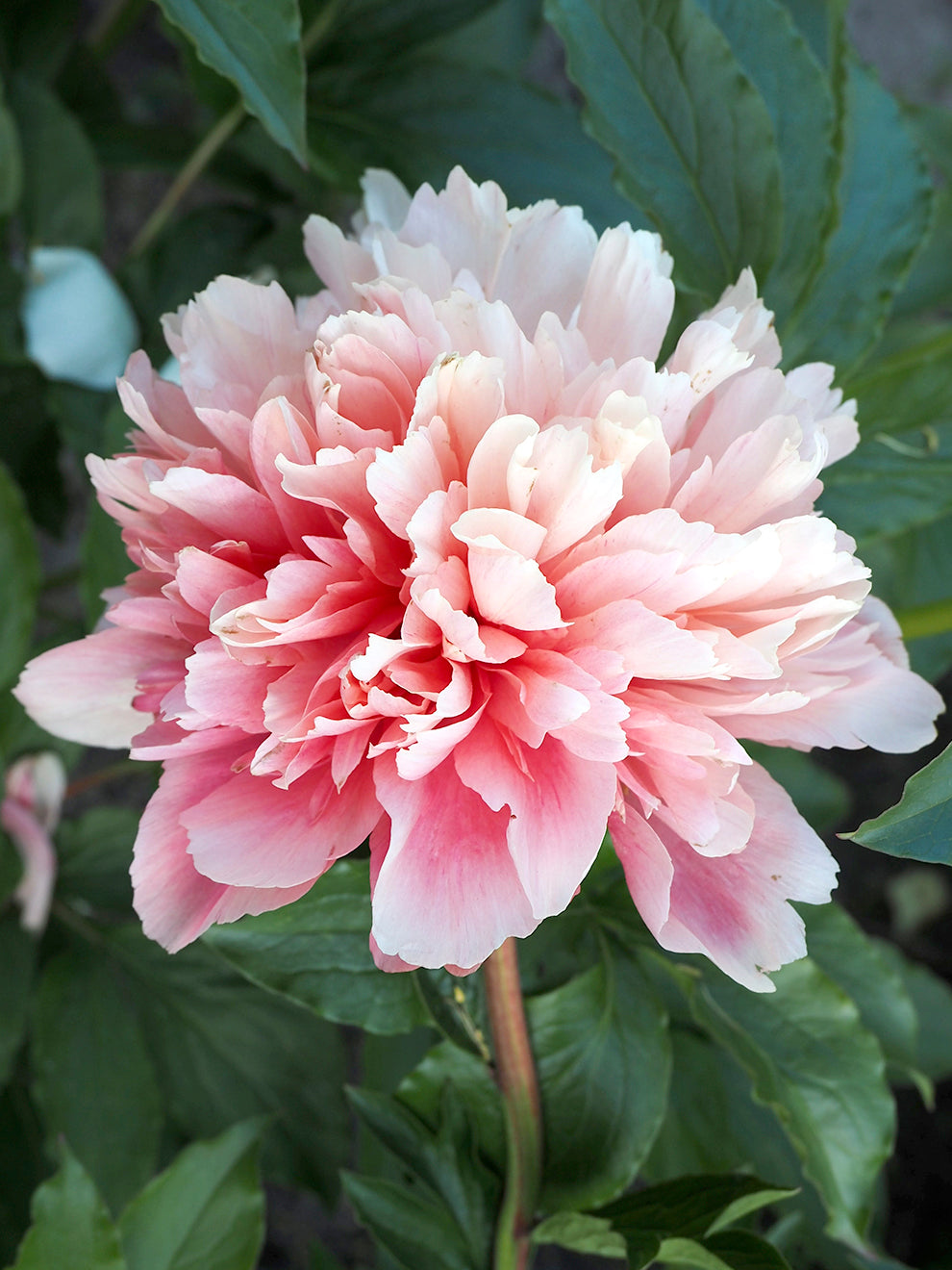 Peony Lorelei, Grow Peonies