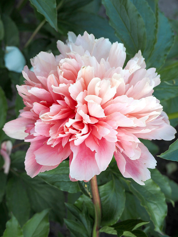 Peony Lorelei
