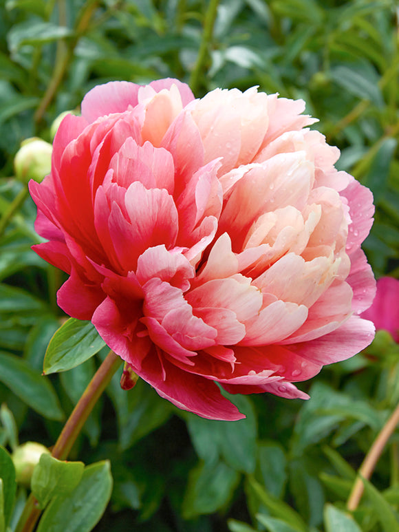 Peony Lorelei