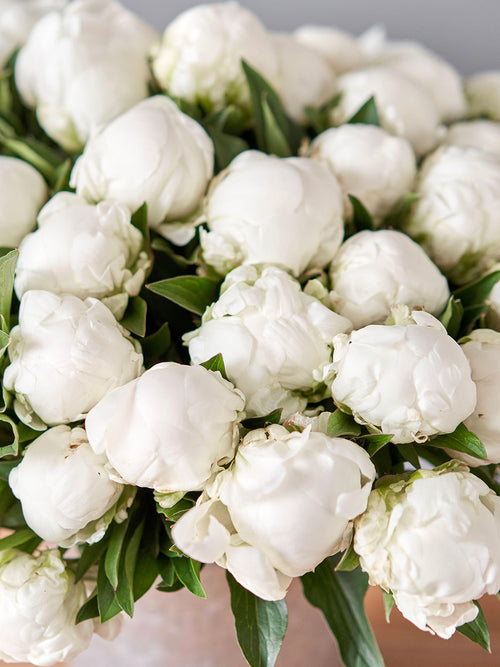 Peony Madame Claude Tain