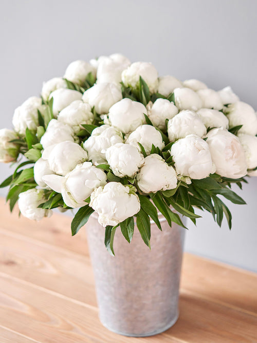 Peony Madame Claude Tain