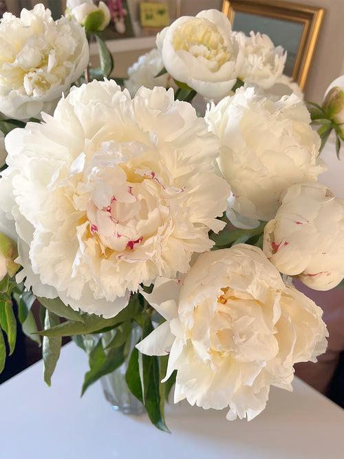 Peony Madame Claude Tain