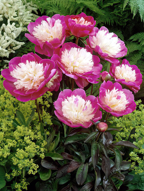 Peony Santa Fé group