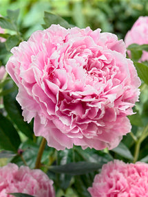 Peony Sarah Bernhardt