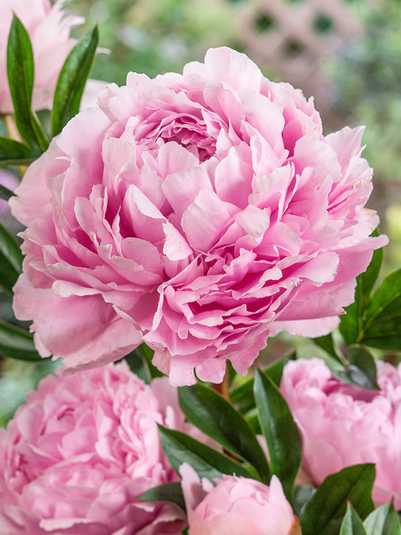 Peony Roots Sarah Bernhardt