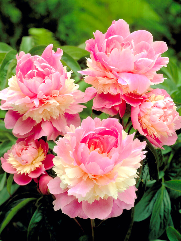 Sorbet Peony is a pink and white bicolor peony cultivar