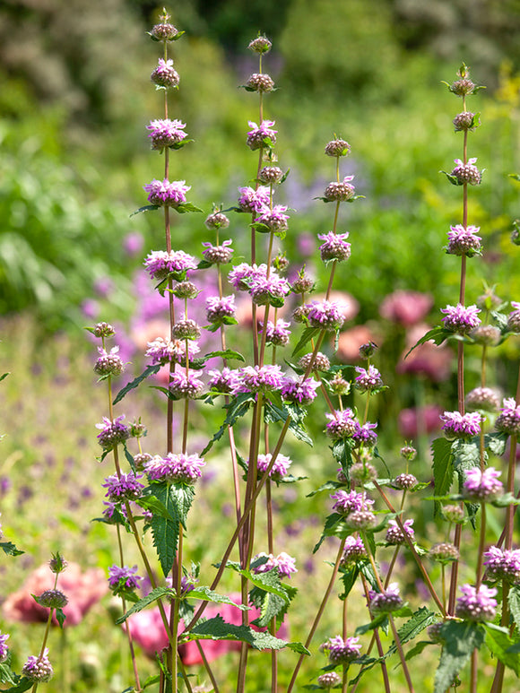 Phlomis tuberosa Bronze Flamingo (Jerusalem Sage)