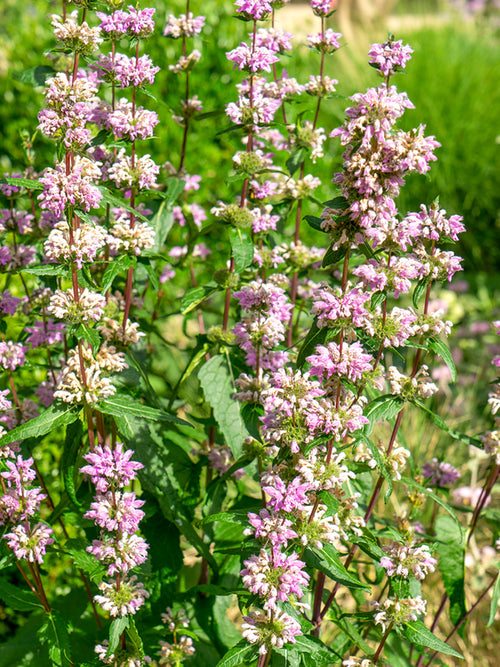 Phlomis tuberosa Bronze Flamingo (Jerusalem Sage)