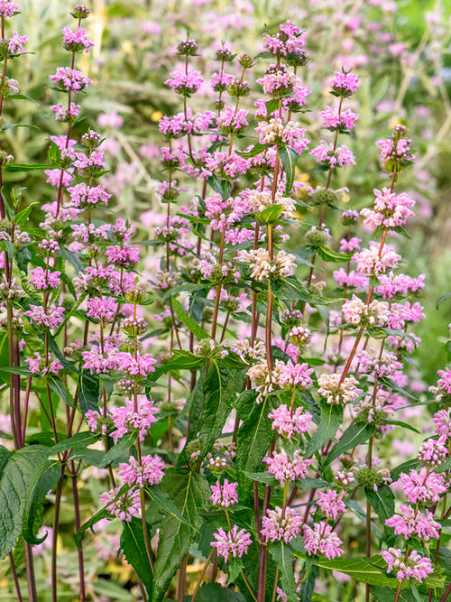 Phlomis tuberosa Bronze Flamingo (Jerusalem Sage)