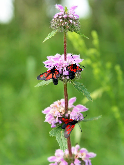 Phlomis tuberosa Bronze Flamingo (Jerusalem Sage)
