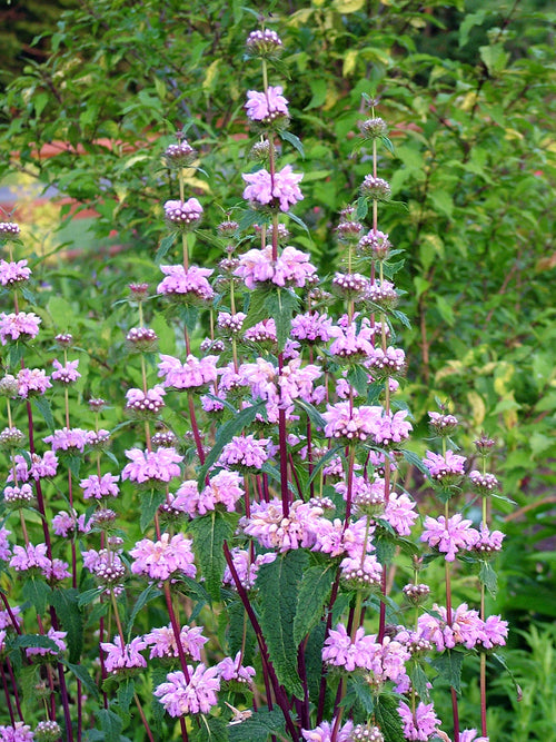Phlomis tuberosa Bronze Flamingo (Jerusalem Sage)