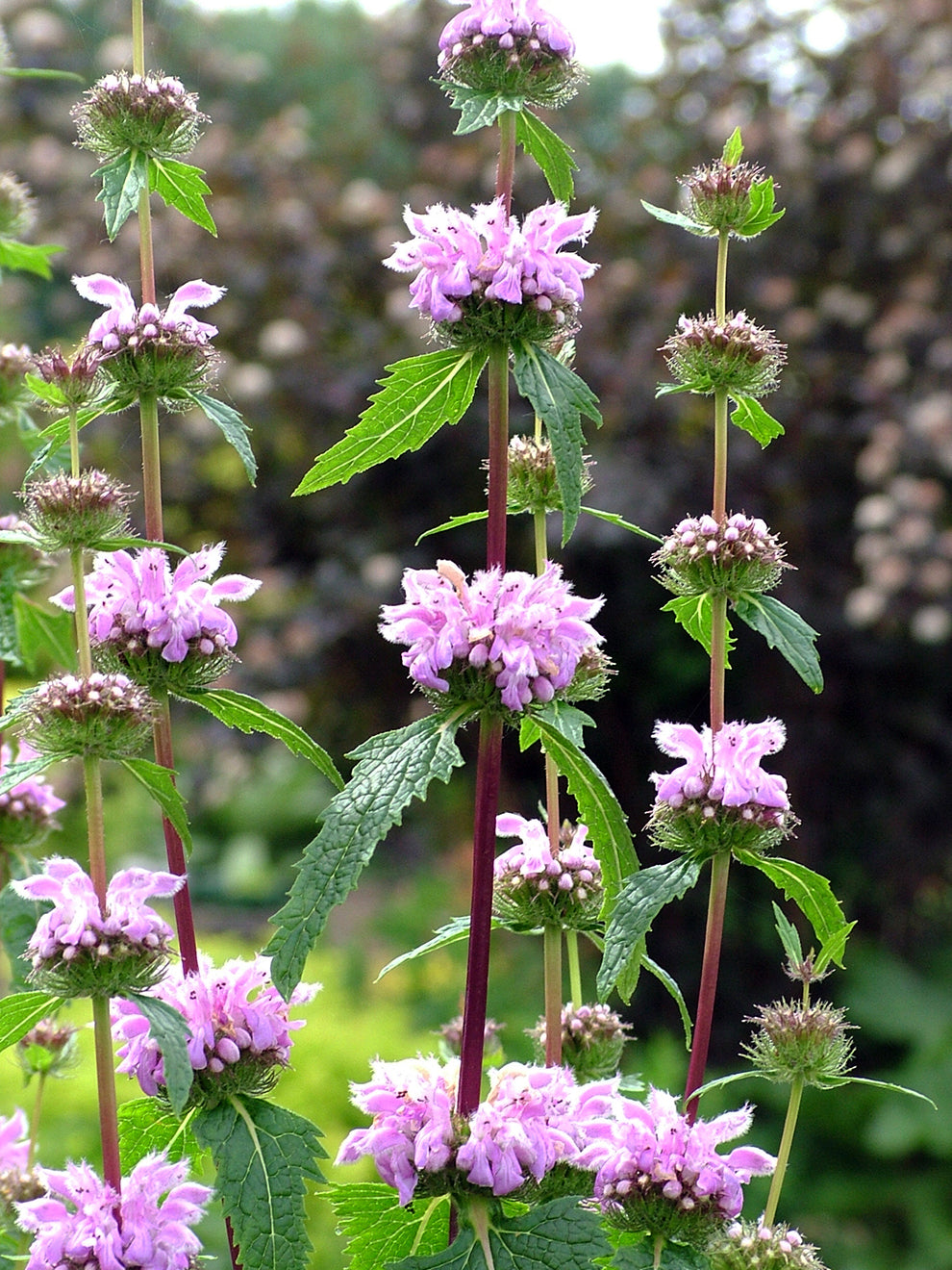 jerusalem lily flower Phlomis tuberosa Bronze Flamingo (Jerusalem Sage)