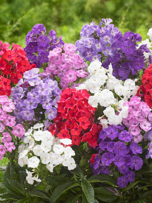 Phlox Mix