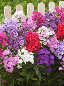 Phlox Rainbow Mix