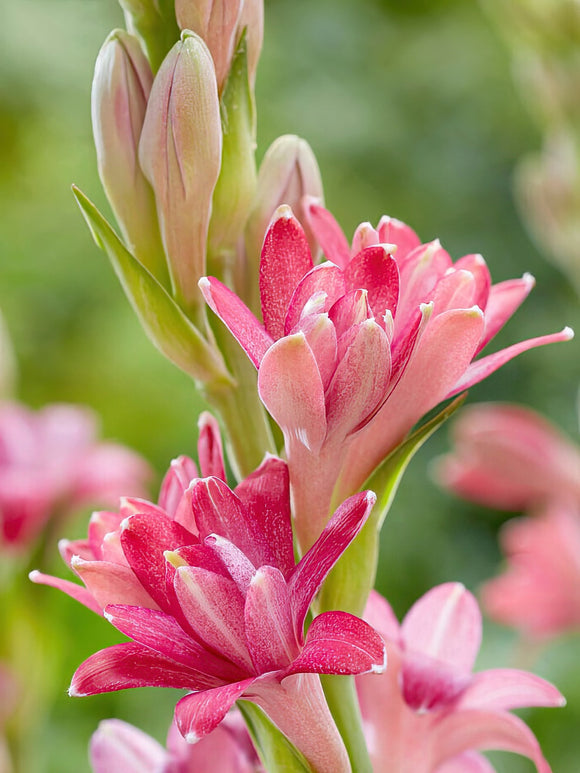 Buy Tuberose NCYU CHERRY (Polianthes) Exclusive Tuberose Variety