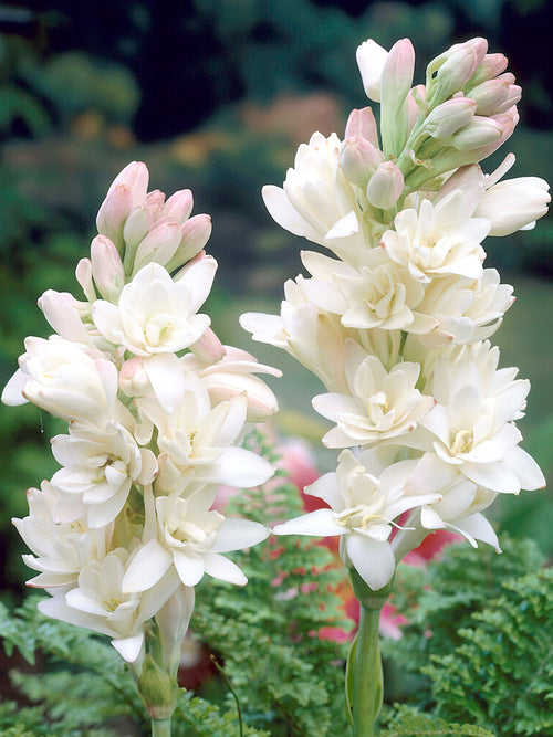 Tuberose 'The Pearl' (Polianthes)