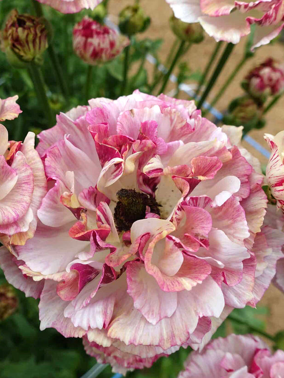 Ranunculus Brushmark Cesar®