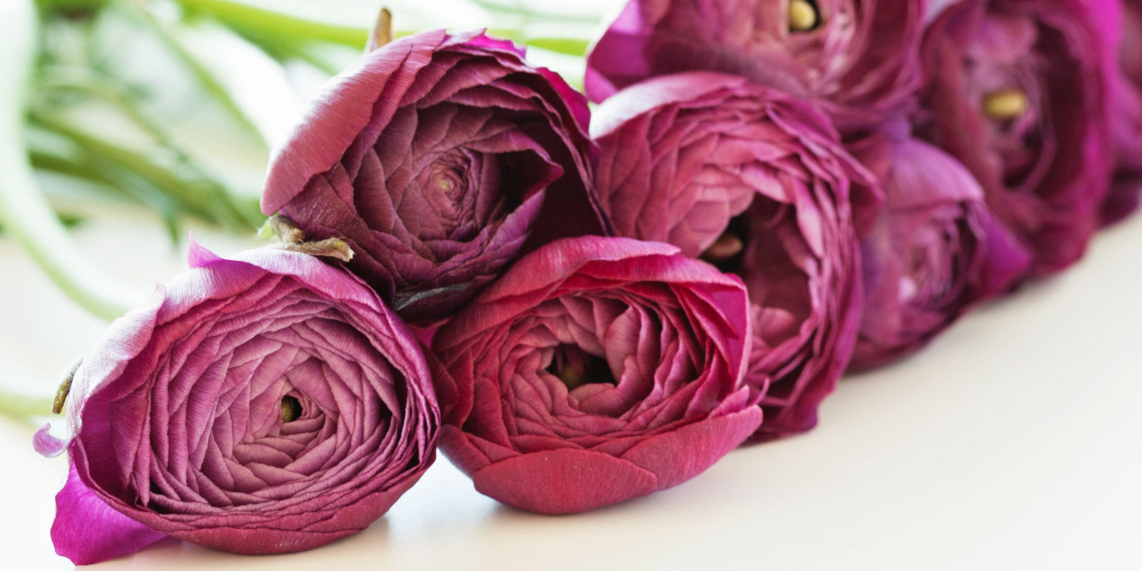 Also check out our Italian Ranunculus
