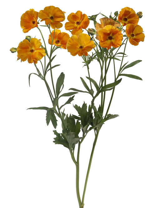 Ranunculus Butterfly Charis