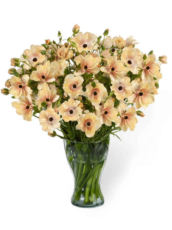 Ranunculus Butterfly Hestia