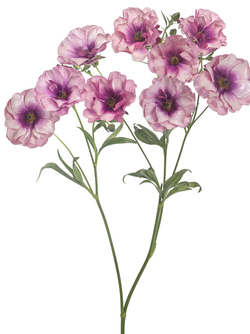 Ranunculus Butterfly Thiva