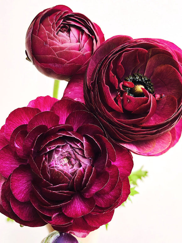 Ranunculus Bulbs Purple Merlot