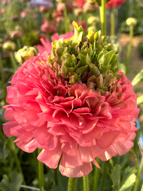 Ranunculus Crown Sisteron®