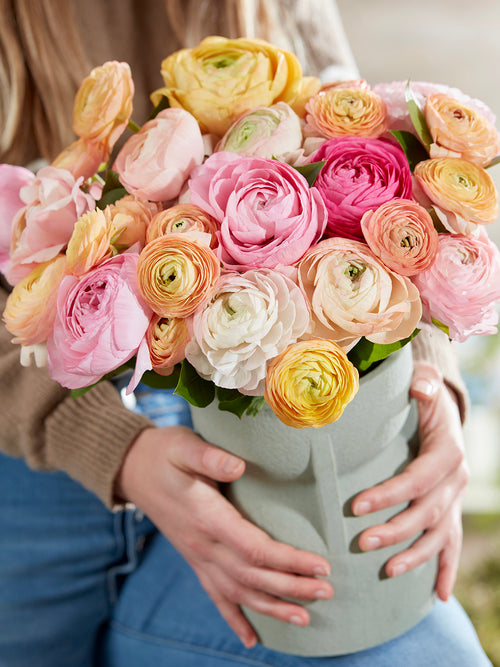 Ranunculus Pauline Pastel