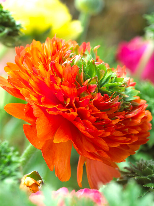 Ranunculus Reinette Orange