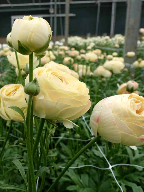 Ranunculus Romance™ Hydra