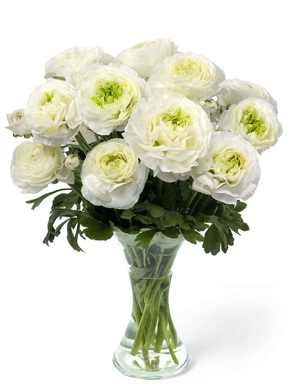 Ranunculus Romance Montenvers®