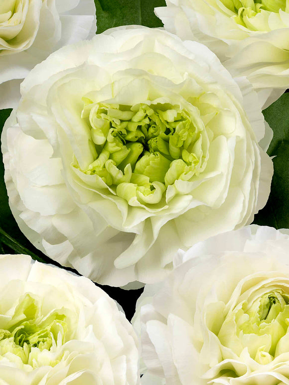 Ranunculus Romance Montenvers®