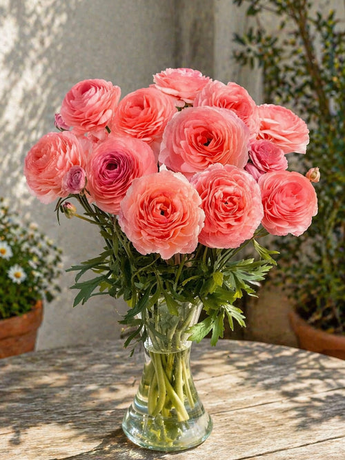 Ranunculus Romance™ Nohant
